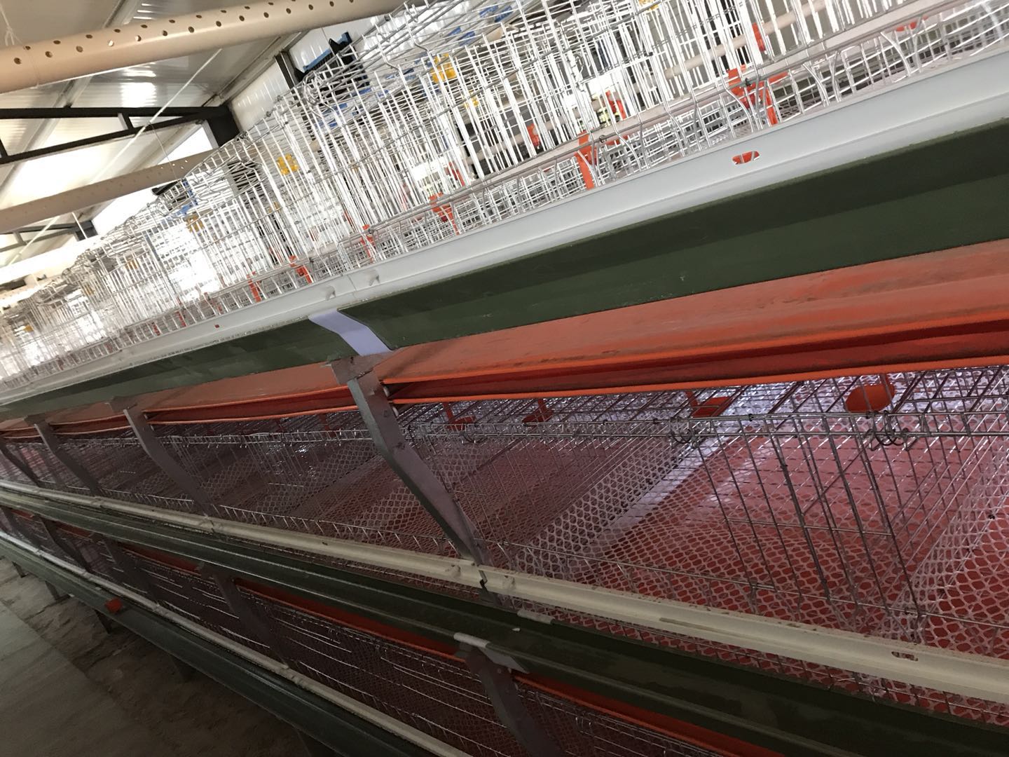 肉雞籠自動刮糞設(shè)備雞舍輸送帶雞舍清道夫全自動雞籠子