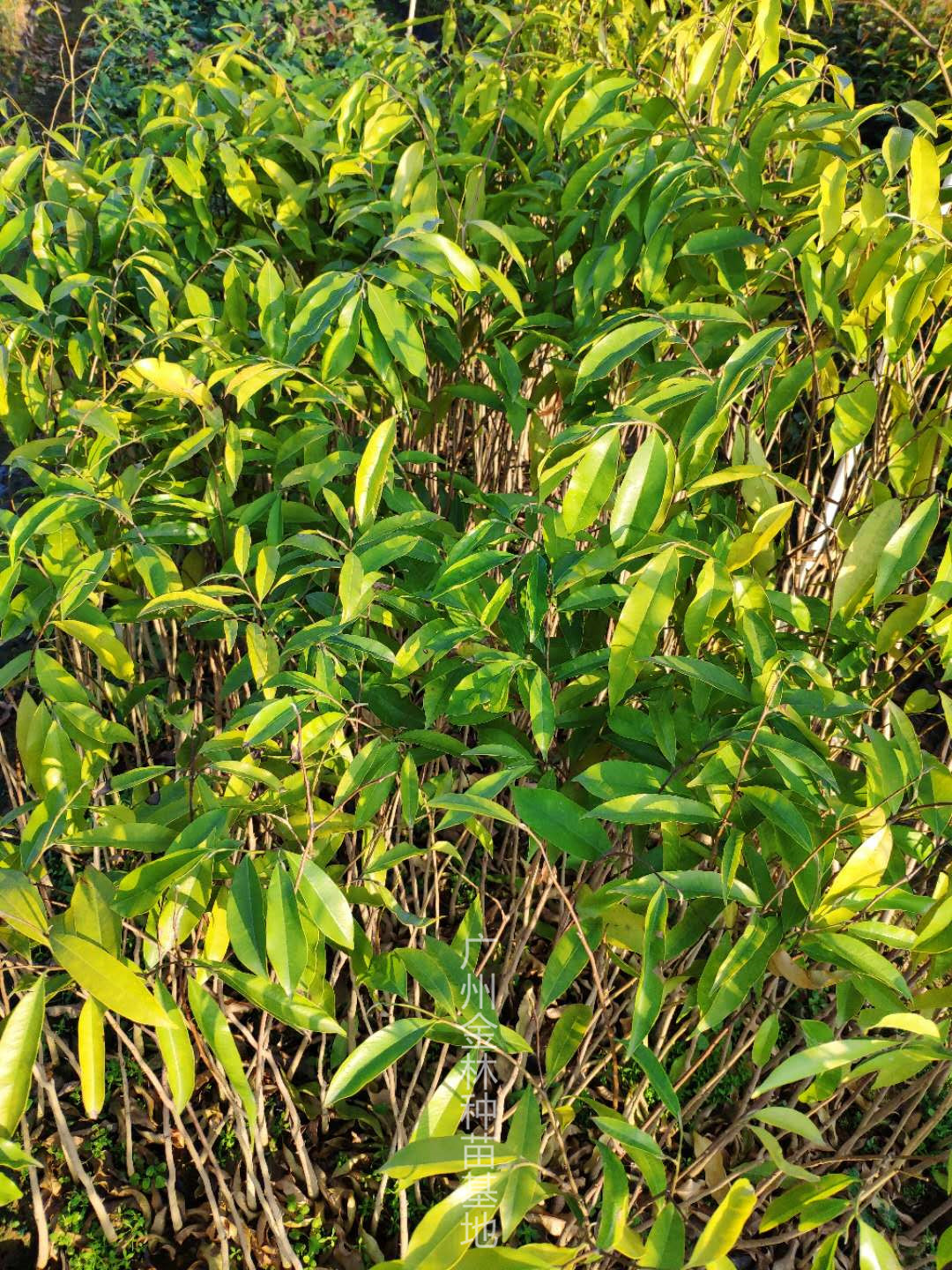 廣東廣州降香黃檀種苗種植基地直銷價(jià)格