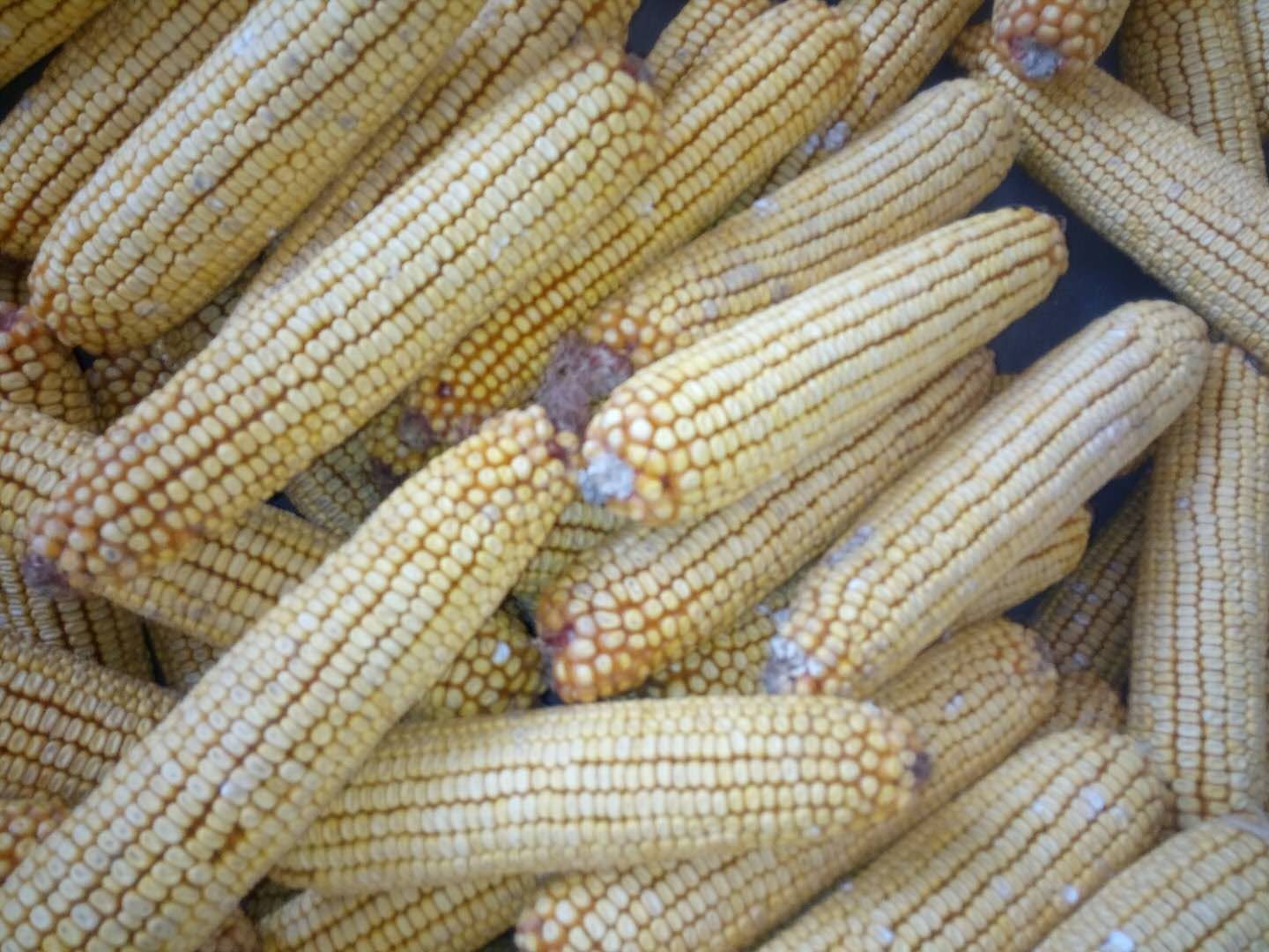 高產(chǎn)玉米品種豫單8703