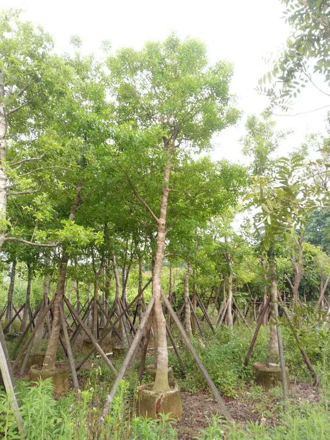 鐵冬青的功效與作用  海南優(yōu)質(zhì)鐵冬青