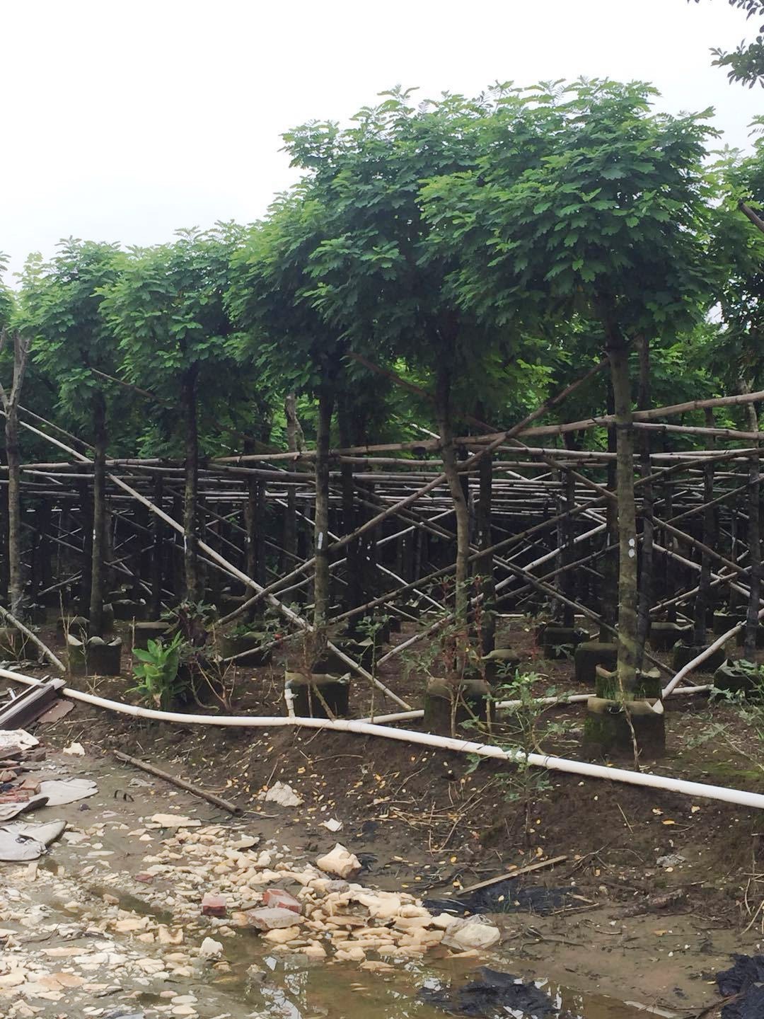 黃槐的功效與作用  優(yōu)質黃槐批發(fā)價