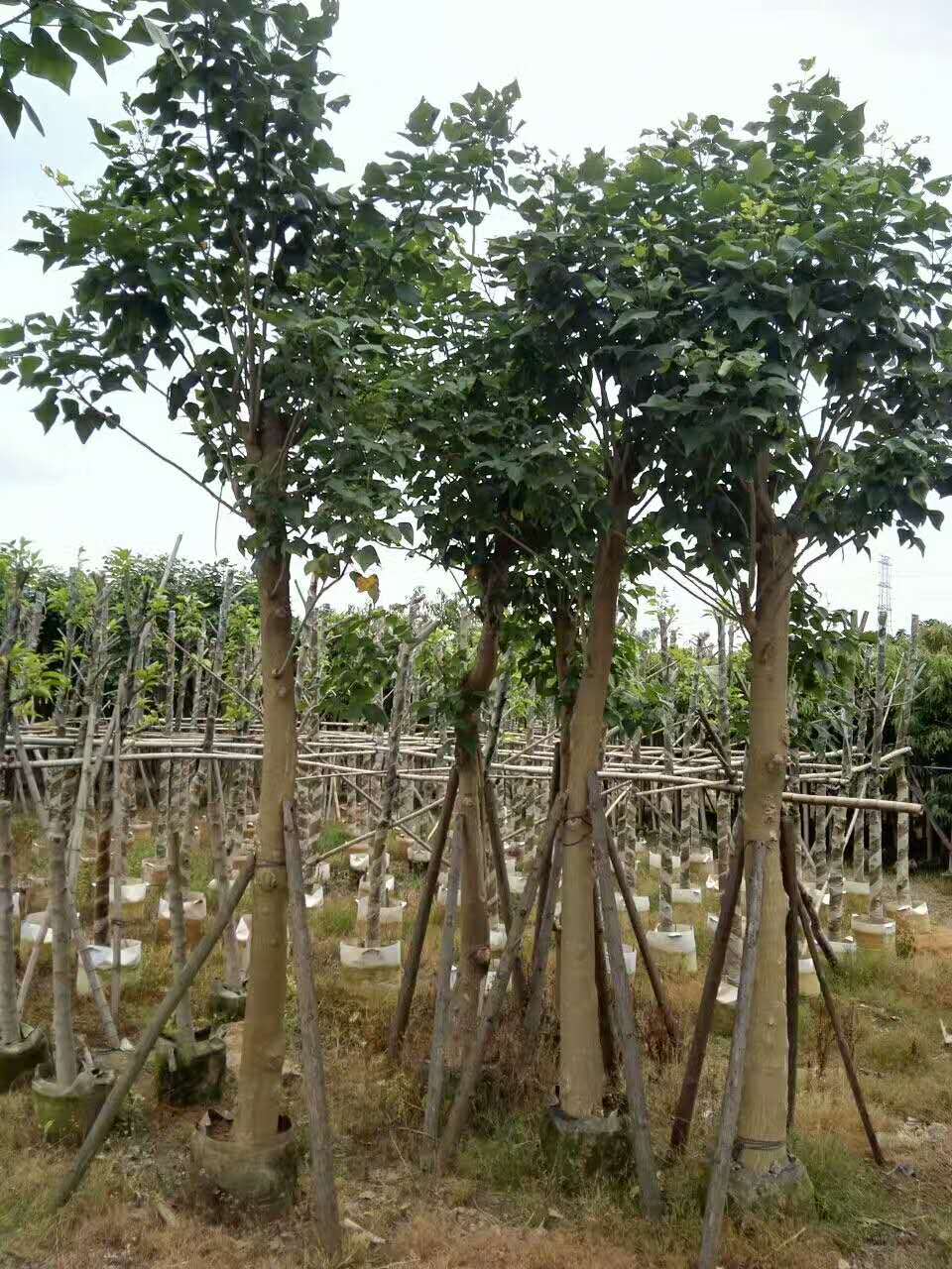 優(yōu)質(zhì)雞冠刺桐基地直銷  雞冠刺桐的功效與作用