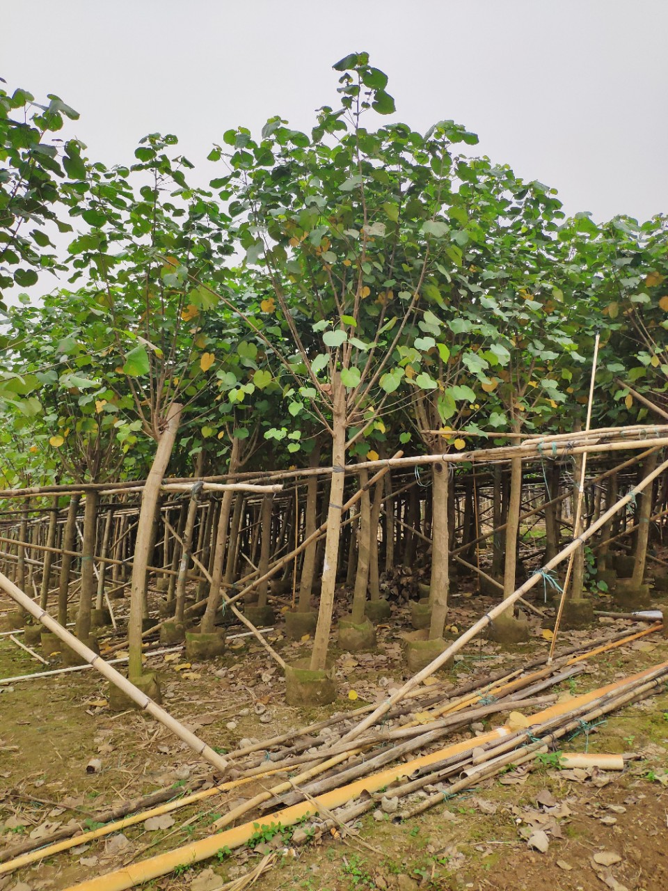 黃槿功效與作用  福建優(yōu)質(zhì)黃槿供應(yīng)