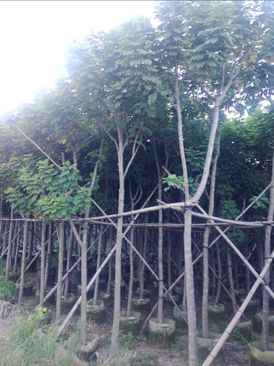 黃槐的功效與作用  優(yōu)質黃槐批發(fā)價