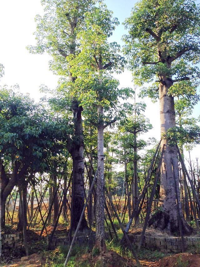 本地木棉生長環(huán)境 福建本地木棉