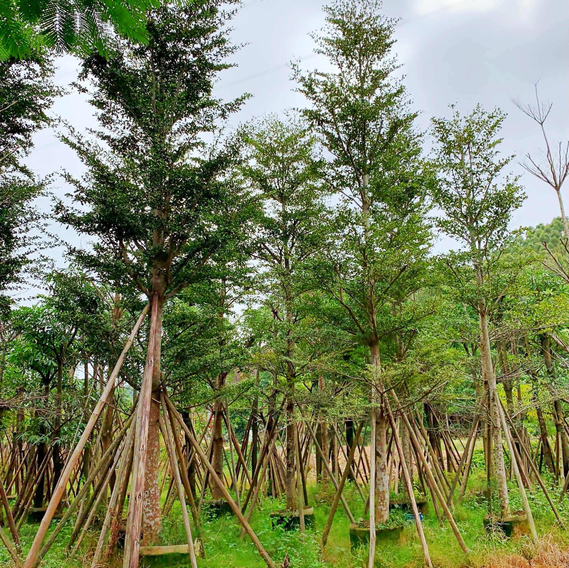 廣西優(yōu)質(zhì)細(xì)葉欖仁基地直銷(xiāo) 細(xì)葉欖仁花期