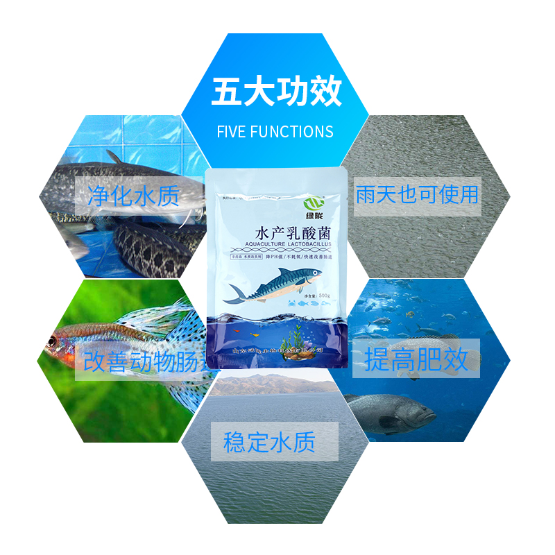 水產乳酸菌 調水凈水