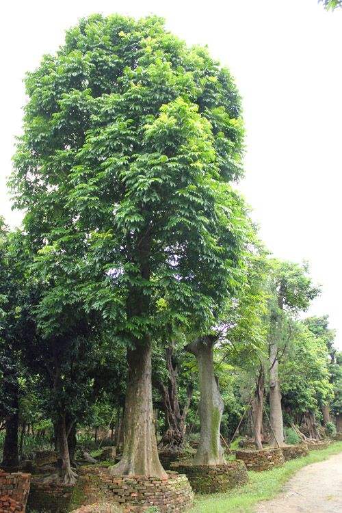 廣西仁面子基地直銷 仁面子的繁殖方法