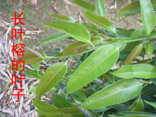 廣西優(yōu)質(zhì)長葉榕基地直銷  長葉榕的主要價(jià)值