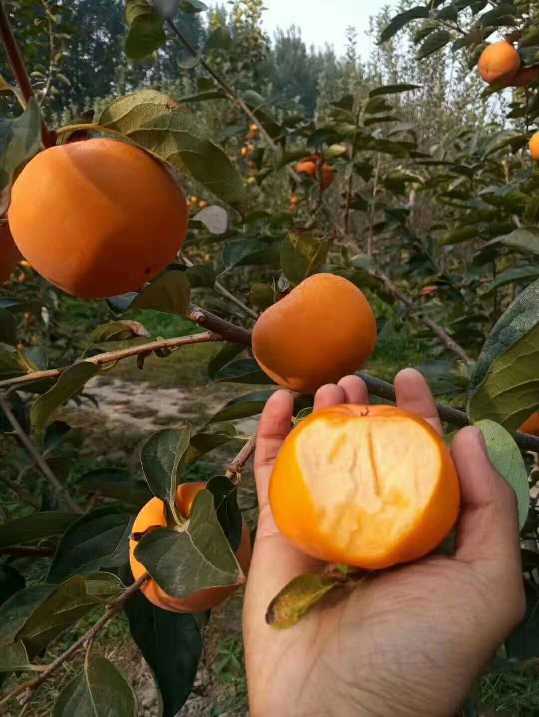 脆甜柿苗種植技術(shù)水晶脆甜柿怎么吃