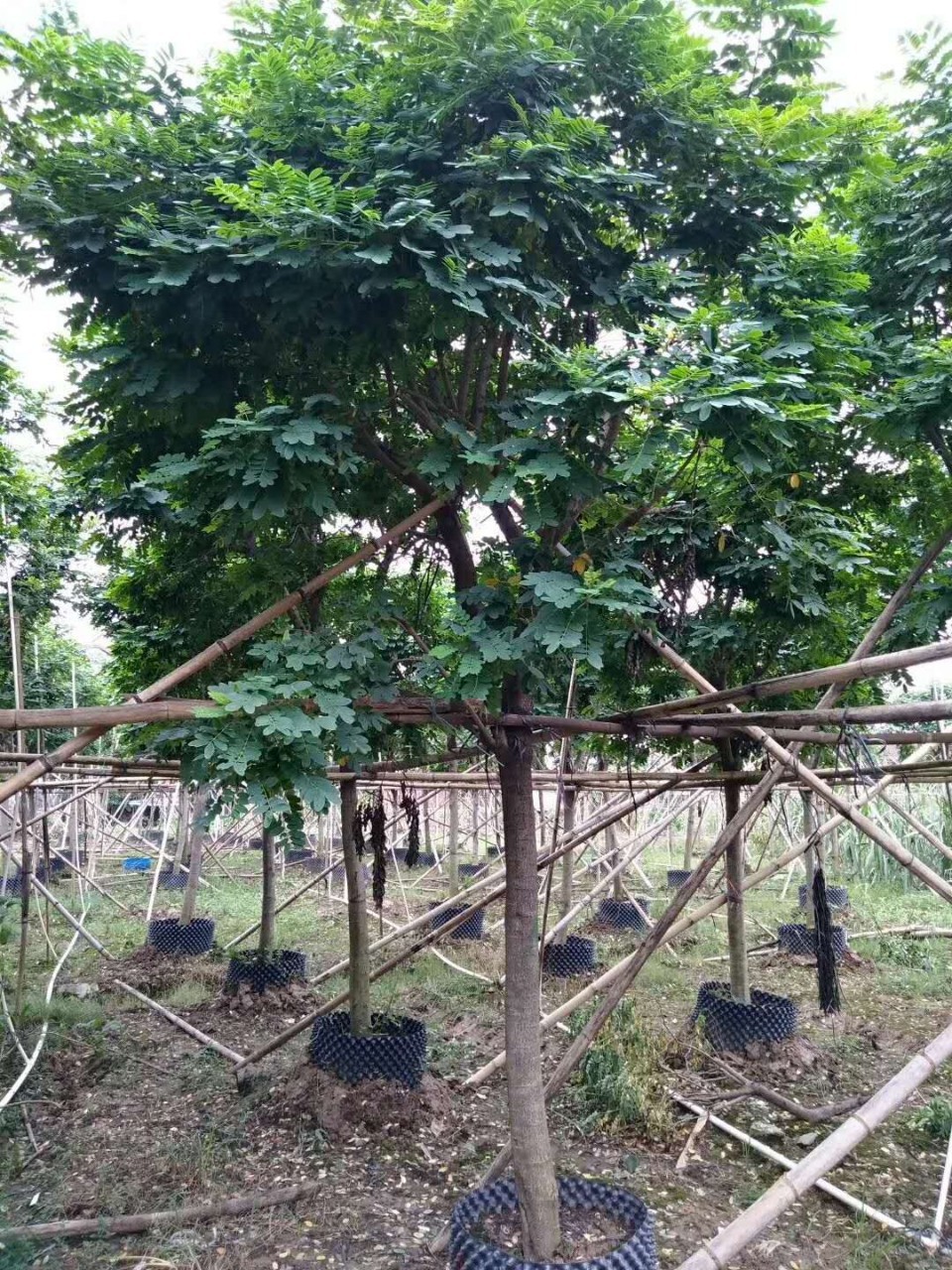 黃槐的功效與作用  優(yōu)質黃槐批發(fā)價