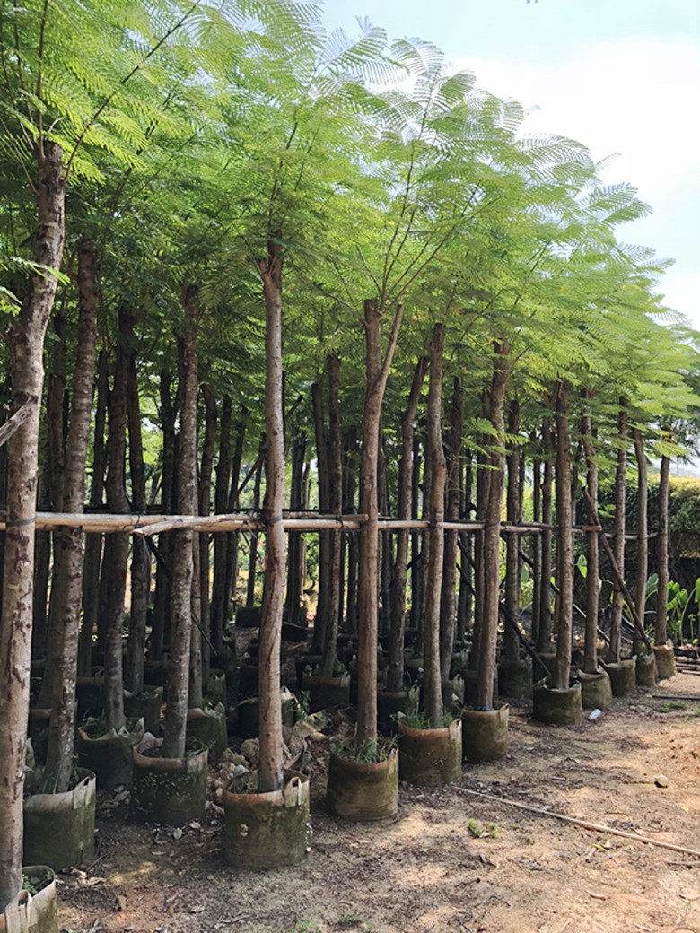 福建優(yōu)質(zhì)鳳凰木基地直銷  鳳凰木什么時(shí)候開(kāi)花