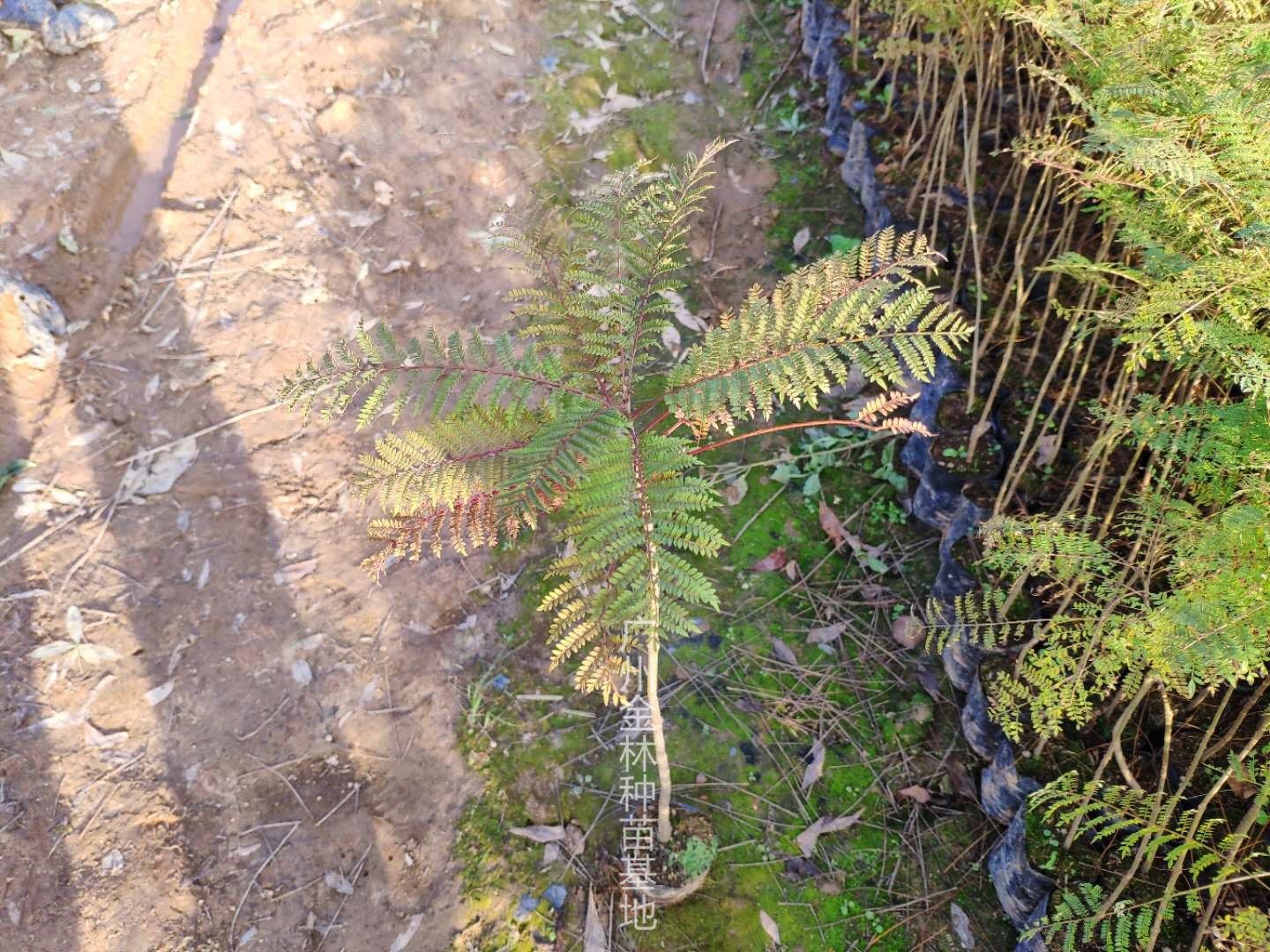 供應(yīng) 藍(lán)花楹種苗10-100公分高 廣東藍(lán)花楹種苗基地直銷(xiāo) 藍(lán)花楹種苗