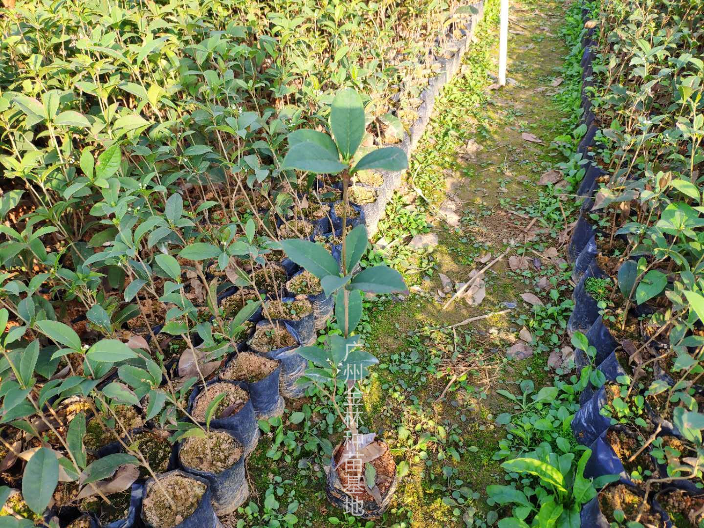 供應(yīng) 四季桂花種苗10-100公分高 廣東四季桂花種苗基地直銷(xiāo)批發(fā)價(jià)格
