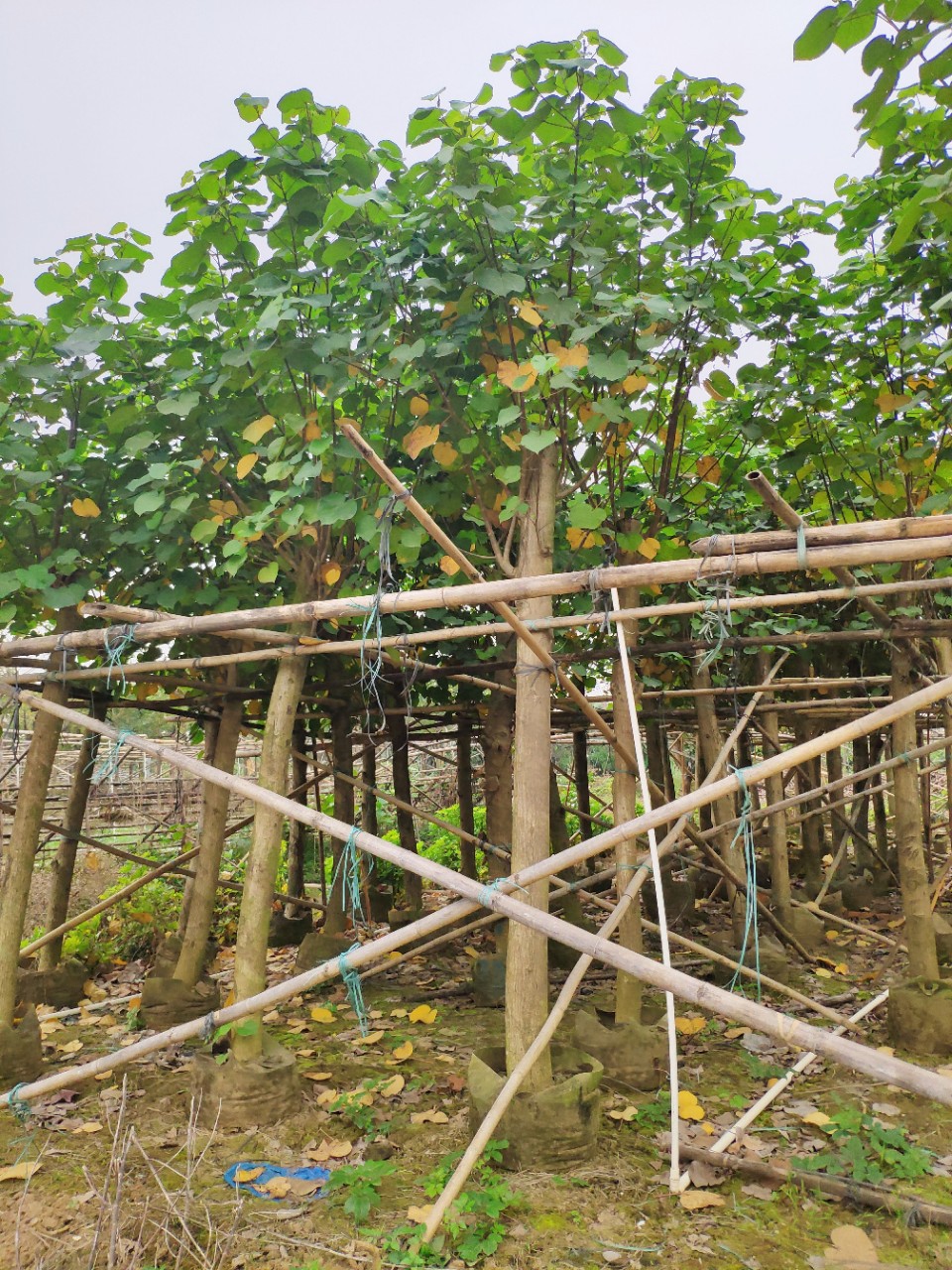 優(yōu)質(zhì)黃槿基地直銷   黃槿的主要價值