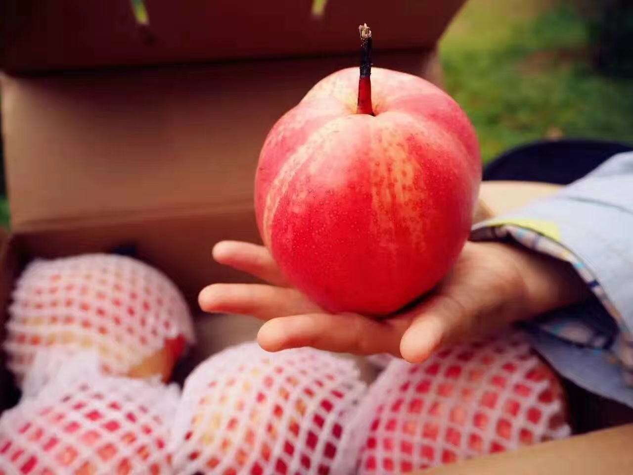 早酥紅梨優(yōu)質(zhì)種苗批發(fā)特色營養(yǎng)水果種植 早酥紅梨苗