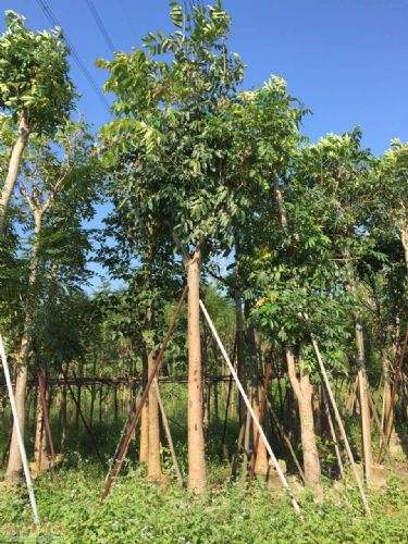 桃花芯木家具保養(yǎng)方法  桃花心廠家直銷