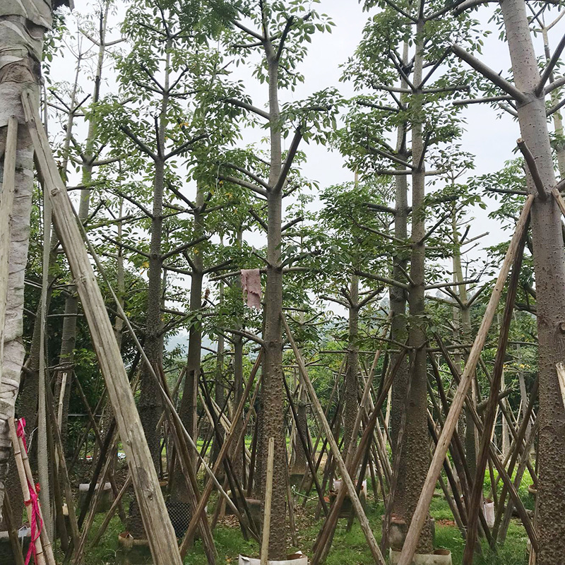 本地木棉生長環(huán)境 福建本地木棉