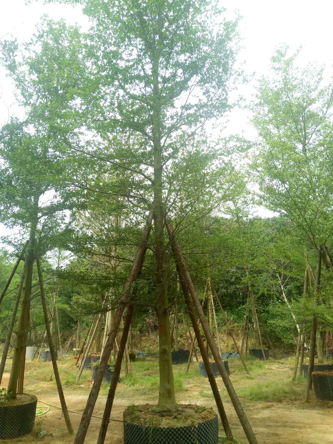 廣西優(yōu)質(zhì)細(xì)葉欖仁基地直銷(xiāo) 細(xì)葉欖仁花期