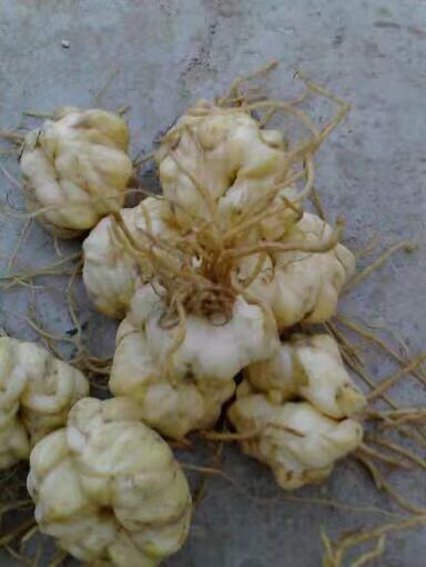 龍牙百合球莖大量種植中