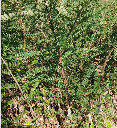 廣西余甘果苗價(jià)格 余甘果苗報(bào)價(jià)批發(fā) 廣西余甘果苗木基地 廣西余甘果苗