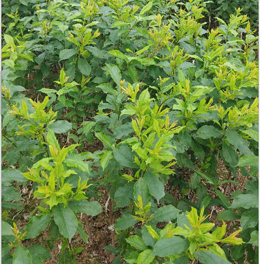 廣西三華李苗 供應(yīng)廣西三華李苗 廣西三華李苗木基地 廣西三華李苗木供應(yīng)商 供應(yīng)三華李苗