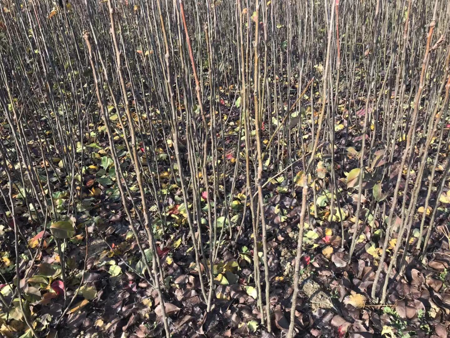 早酥梨 早酥梨批發(fā) 早酥梨報價 河北早酥梨