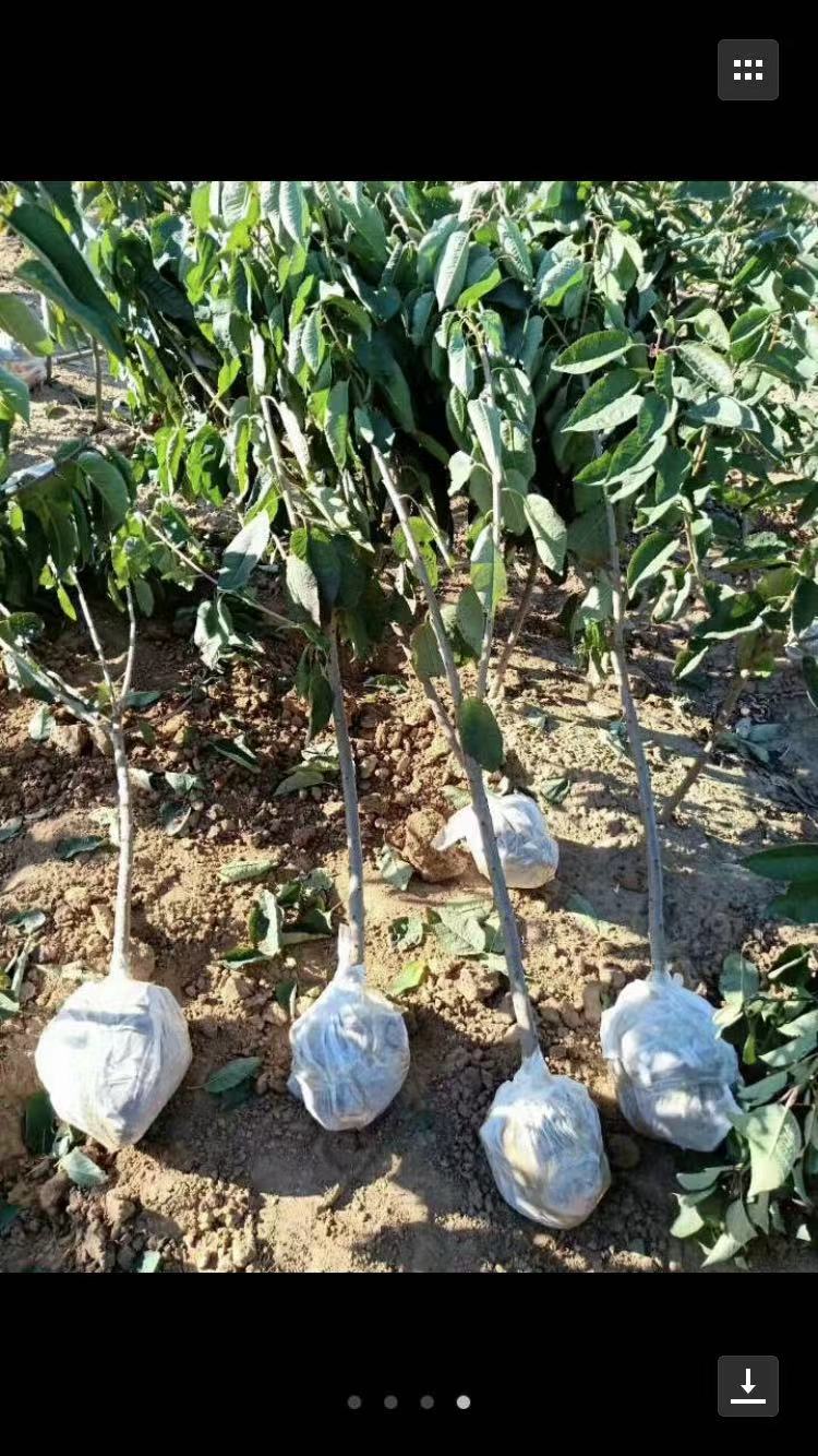 煙富3號 煙富3號批發(fā) 煙富3號報(bào)價(jià) 河北煙富3號