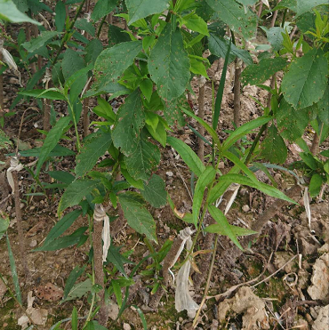 廣西三華李苗 供應(yīng)廣西三華李苗 廣西三華李苗木基地 廣西三華李苗木供應(yīng)商 供應(yīng)三華李苗