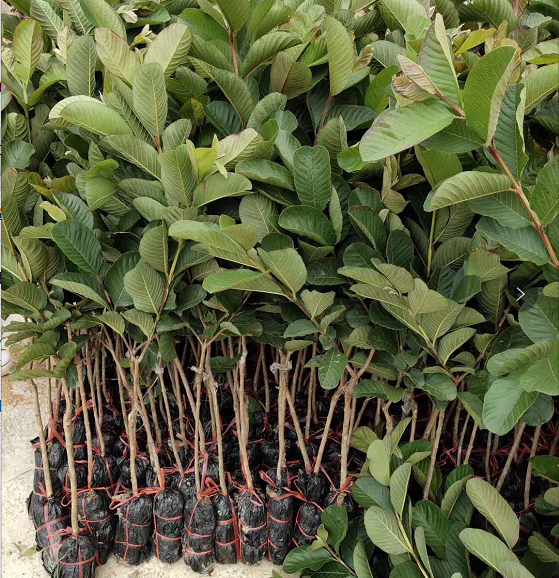 廣西番石榴報(bào)價(jià) 廣西番石榴苗 廣西番石榴苗木批發(fā) 廣西番石榴苗種植基地