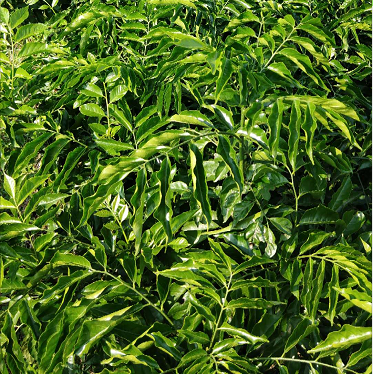 廣西黑黃皮苗 廣西黑黃皮苗木基地 供應黑黃皮苗木 廣西黑黃皮供應商