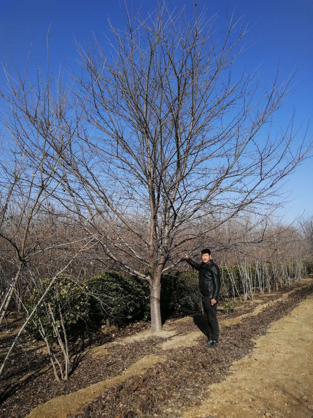 青島櫻花基地-山東青島品種櫻花/廠家批發(fā)價格報價供應商