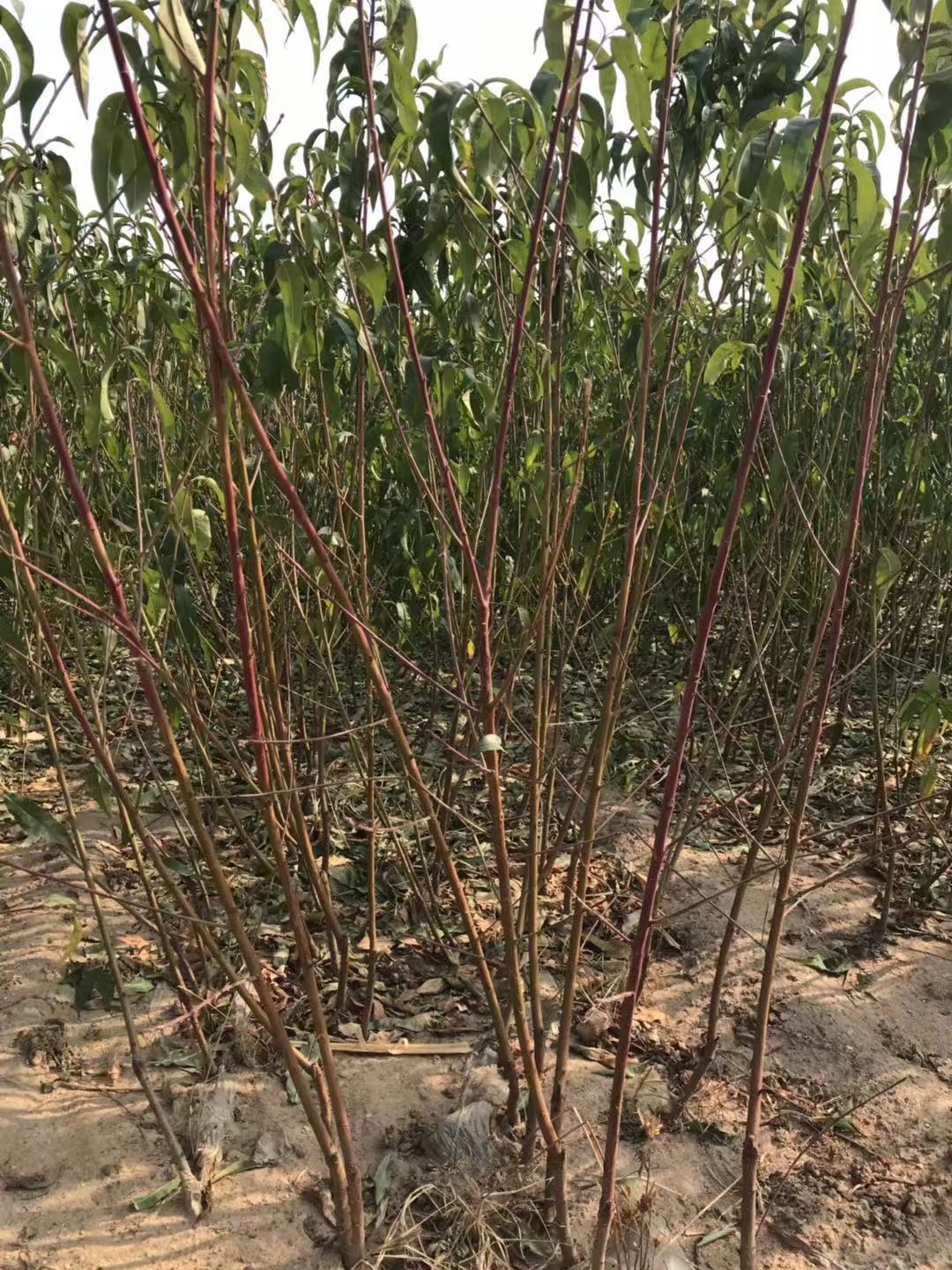 中華壽桃 中華壽桃批發(fā) 中華壽桃報(bào)價(jià) 河北中華壽桃