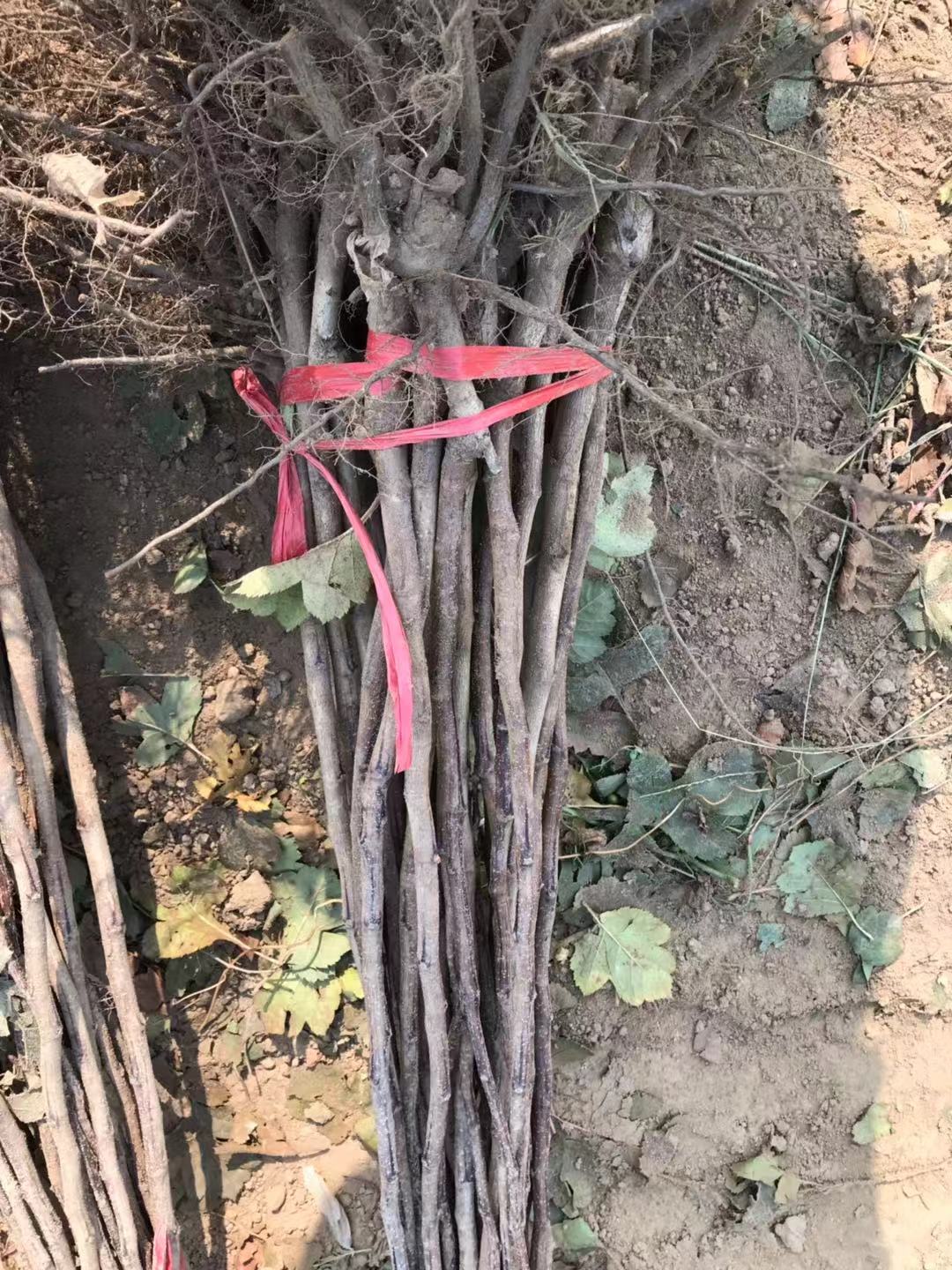 煙富3號 煙富3號批發(fā) 煙富3號報(bào)價(jià) 河北煙富3號