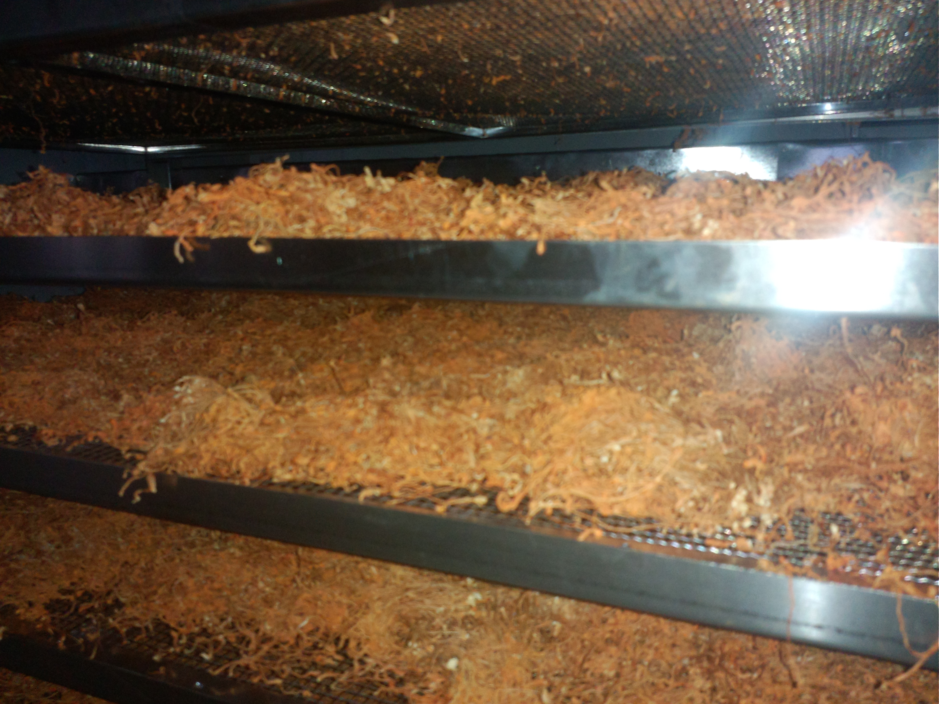 浙江寧波蟲草花烘干機廠家報價，寧波蟲草花烘干機設(shè)計安裝電話，浙江蟲草花烘干機價格-價錢