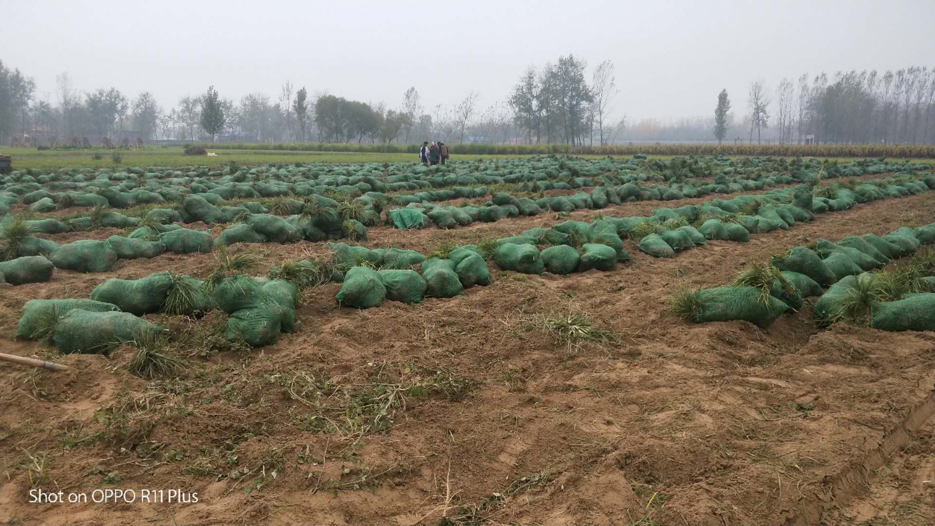 江蘇丹冬草種植基地|江蘇丹冬草供應(yīng)商電話| 北江蘇京丹冬草多少錢| 江蘇哪里有丹冬草