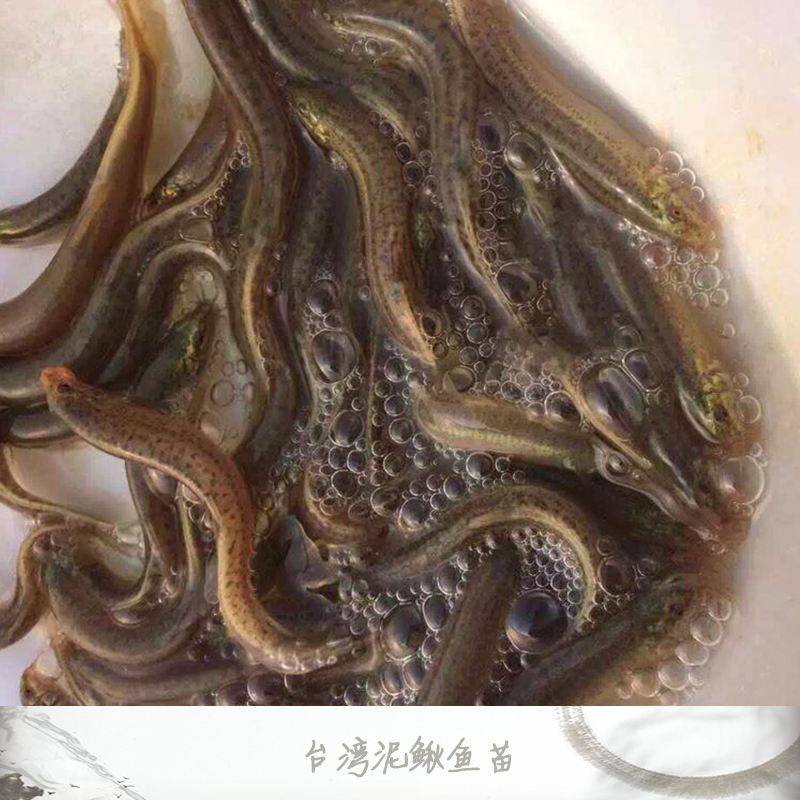 臺(tái)灣泥鰍魚(yú)苗 臺(tái)灣泥鰍種苗養(yǎng)殖 臺(tái)灣泥鰍魚(yú)苗哪家好 臺(tái)灣泥鰍種苗 臺(tái)灣泥鰍魚(yú)苗批發(fā)價(jià) 廣東臺(tái)灣泥鰍魚(yú)苗 惠州臺(tái)灣泥鰍魚(yú)