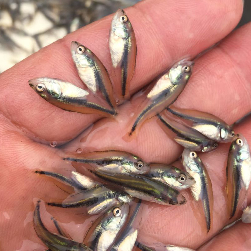 加州鱸魚苗 加州鱸魚苗價格 加州鱸魚苗批發(fā) 加州鱸魚苗養(yǎng)殖基地 供應(yīng)加州鱸魚苗 惠州加州鱸魚苗基地 大量供應(yīng)加州鱸魚苗