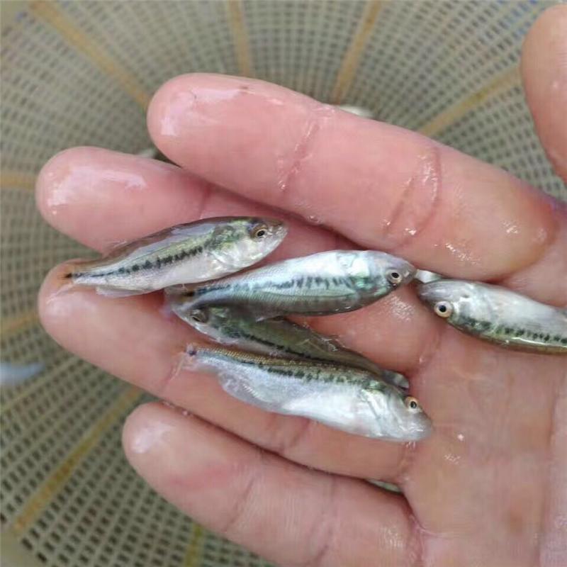 加州鱸魚苗 加州鱸魚苗價格 加州鱸魚苗批發(fā) 加州鱸魚苗養(yǎng)殖基地 供應(yīng)加州鱸魚苗 惠州加州鱸魚苗基地 大量供應(yīng)加州鱸魚苗