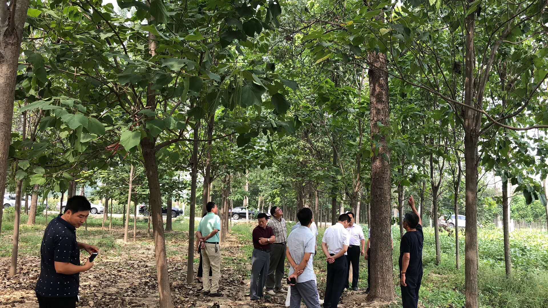 哪里楸樹價格比較低