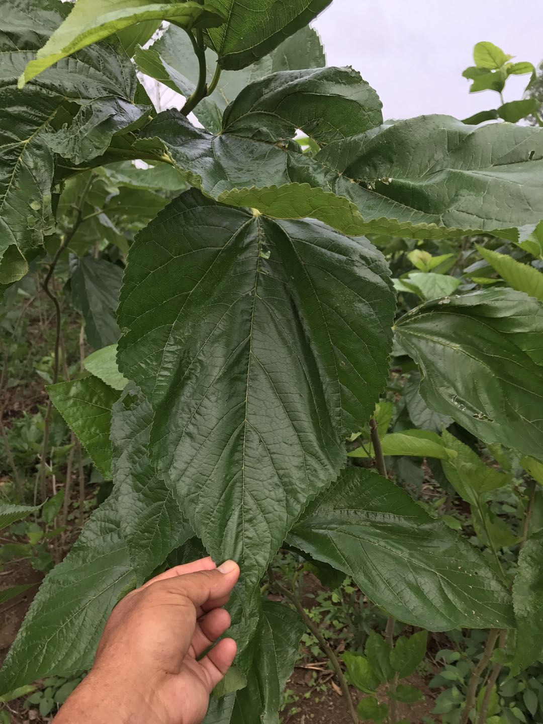 廣西雜交桑苗雜交桑播種育苗雜交桑苗價(jià)格