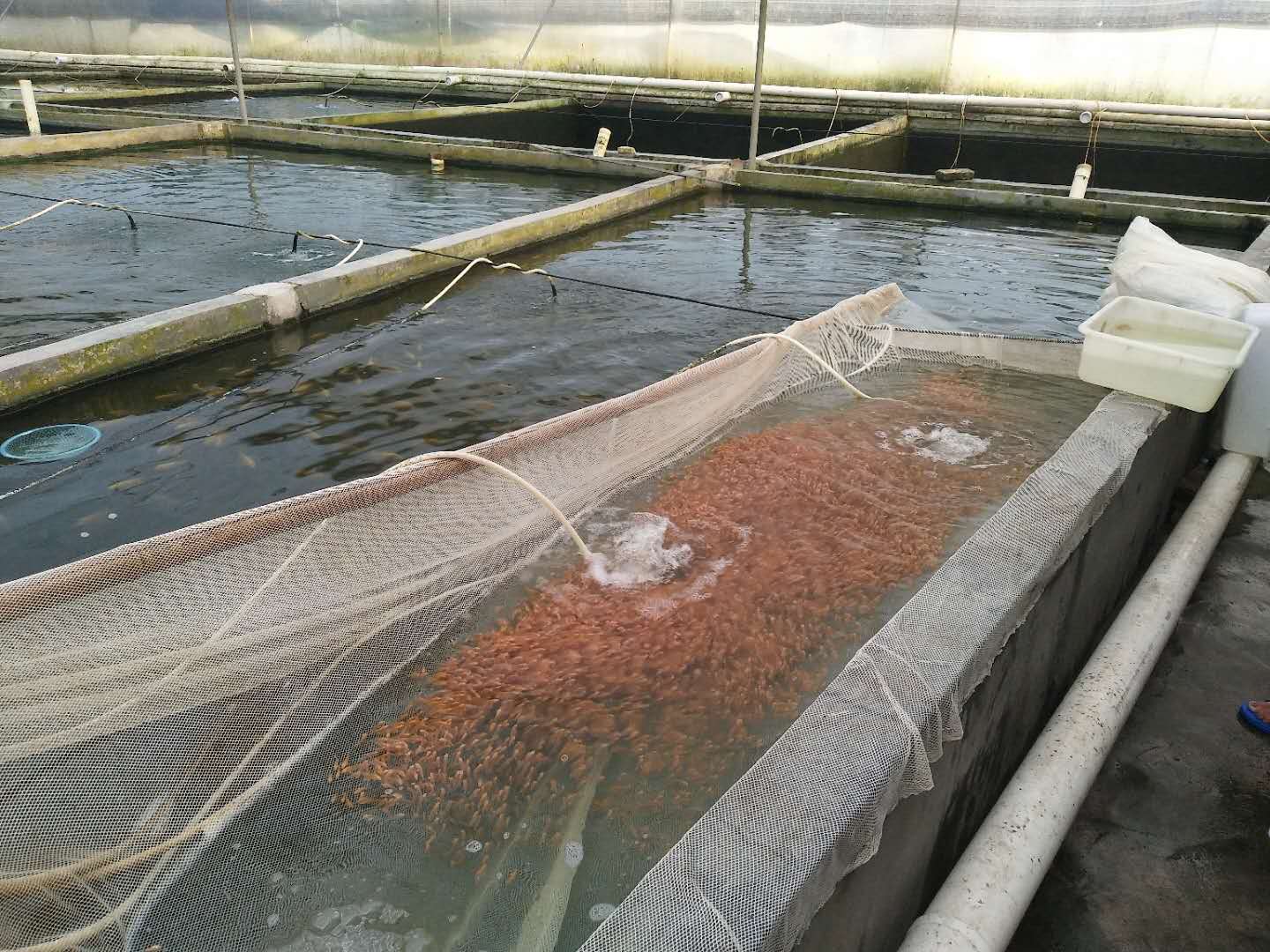 廣州地圖魚繁殖場(chǎng)-地圖魚廠家批發(fā)價(jià)格報(bào)價(jià) 大量批發(fā)