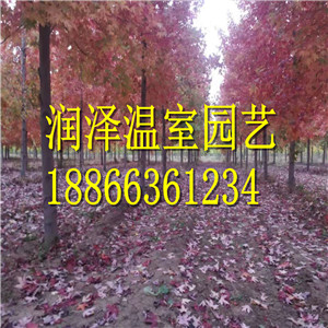 【美國紅櫨】-【歐洲丁香】-【美國紅楓】-【挪威楓】-【百日草】-【美女櫻】