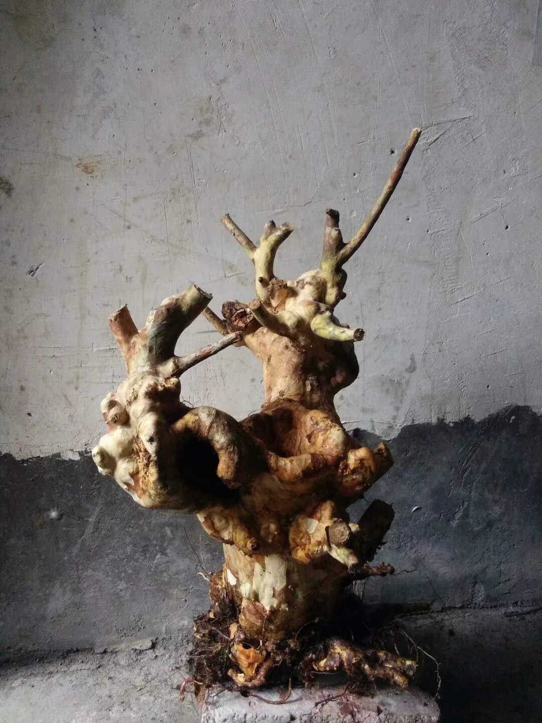 生樁紫薇怎么養(yǎng)好