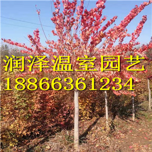 【美國紅櫨】-【歐洲丁香】-【美國紅楓】-【挪威楓】-【百日草】-【美女櫻】