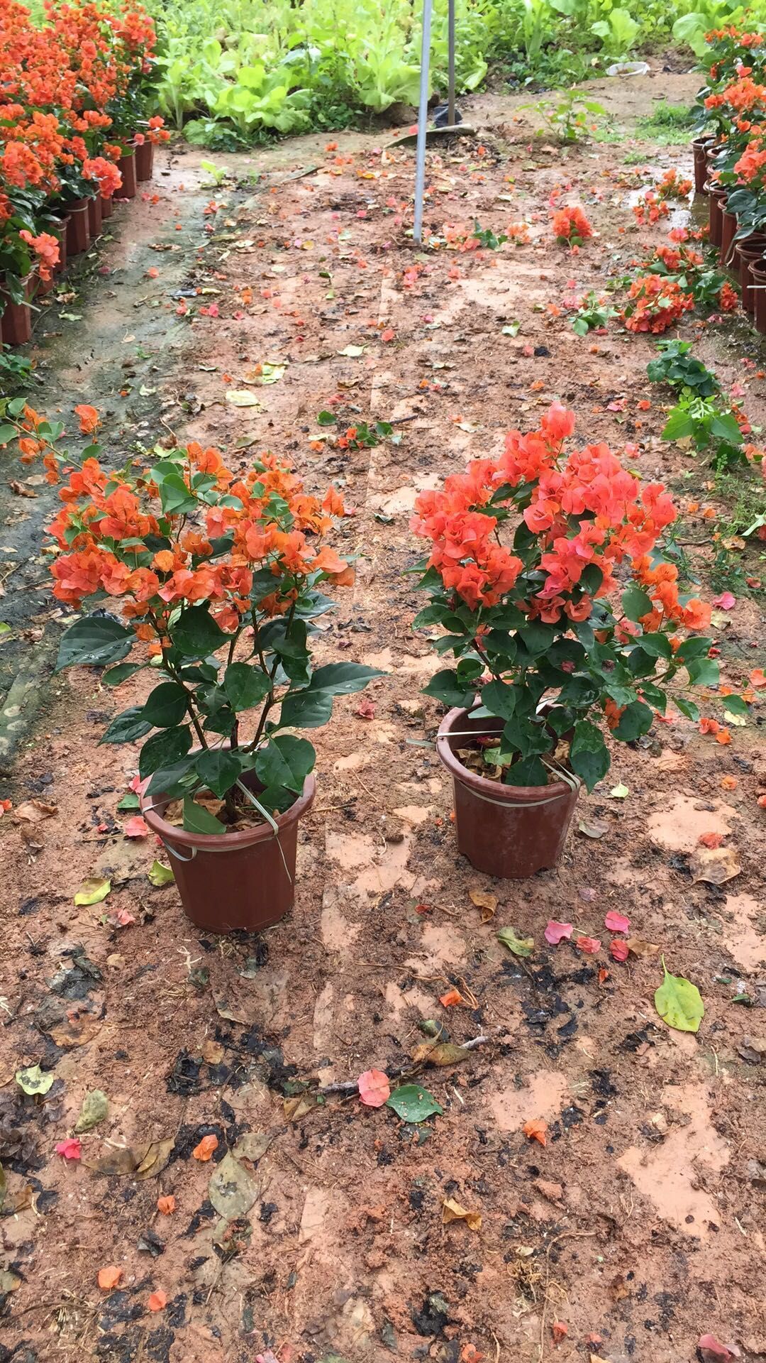 廣東廣州橙黃三角梅-深圳橙黃三角梅-揭陽橙黃三角梅/廠家批發(fā)價(jià)格供應(yīng)商報(bào)價(jià)