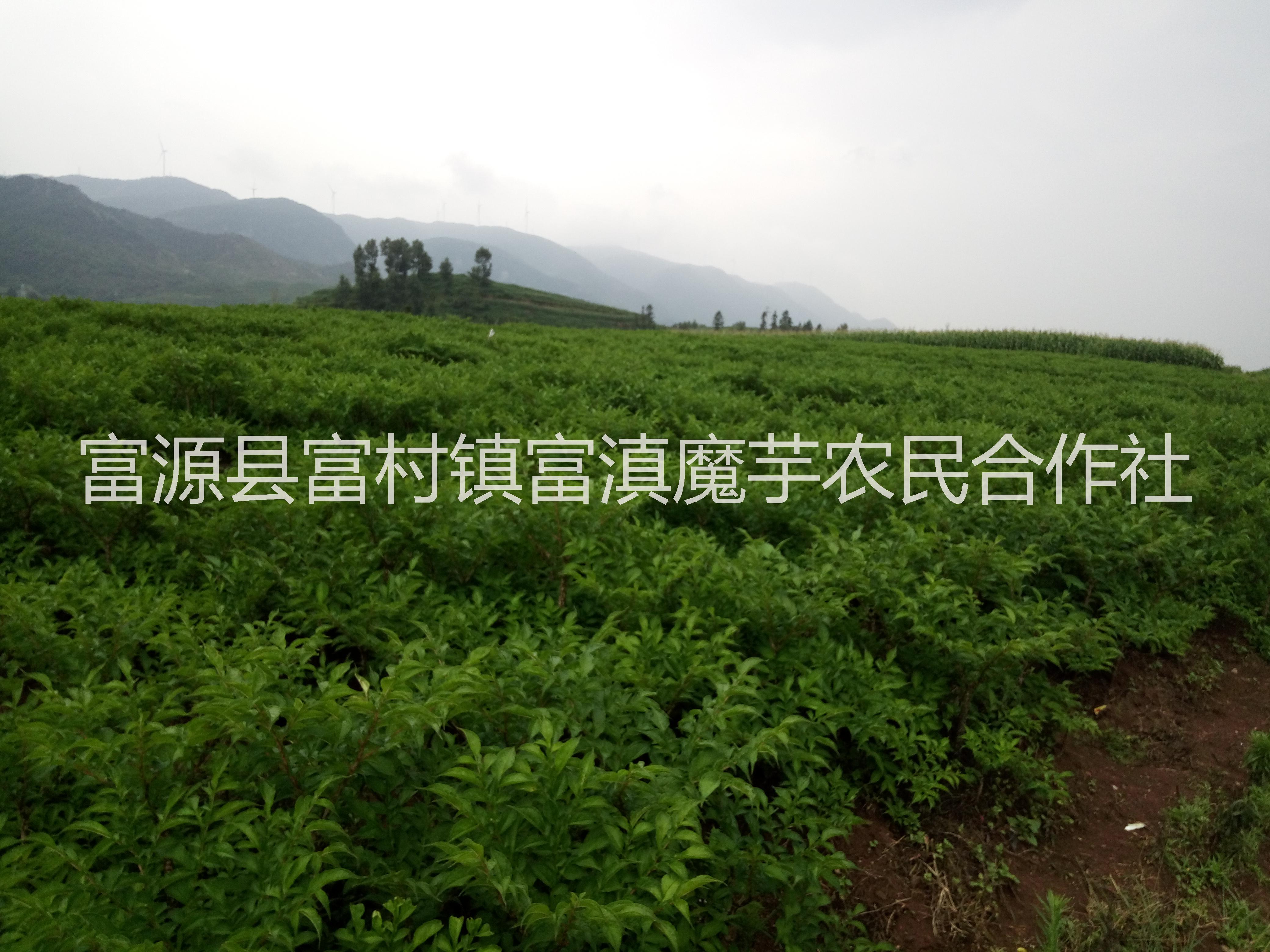 魔芋種子多少錢一斤 魔芋種子哪里有賣 云南魔芋種子哪里有賣 魔芋種子哪里買 云南魔芋種子 貴州魔芋種子哪里有賣