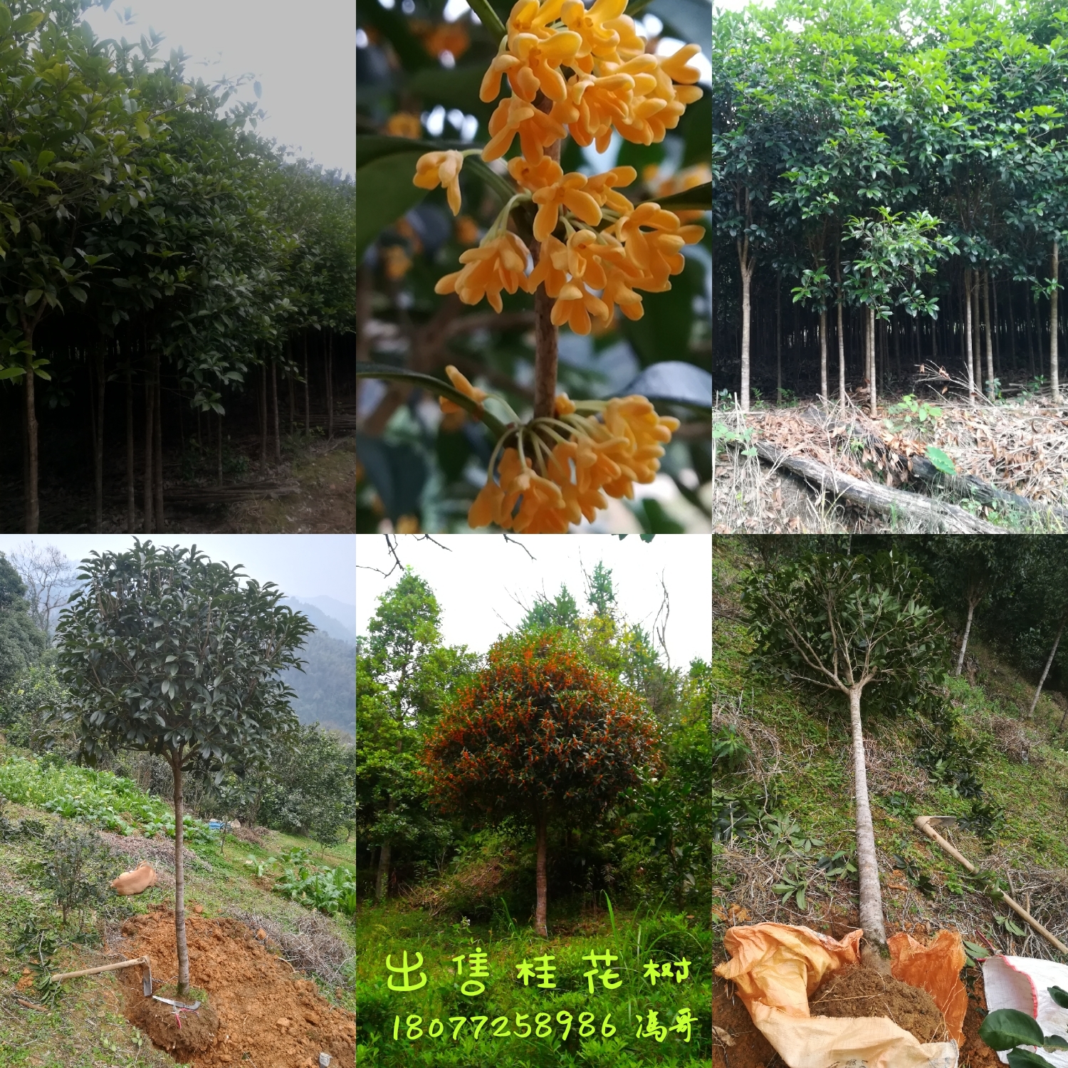 3-20公分桂花樹 桂北桂花樹基地批發(fā)價(jià)格