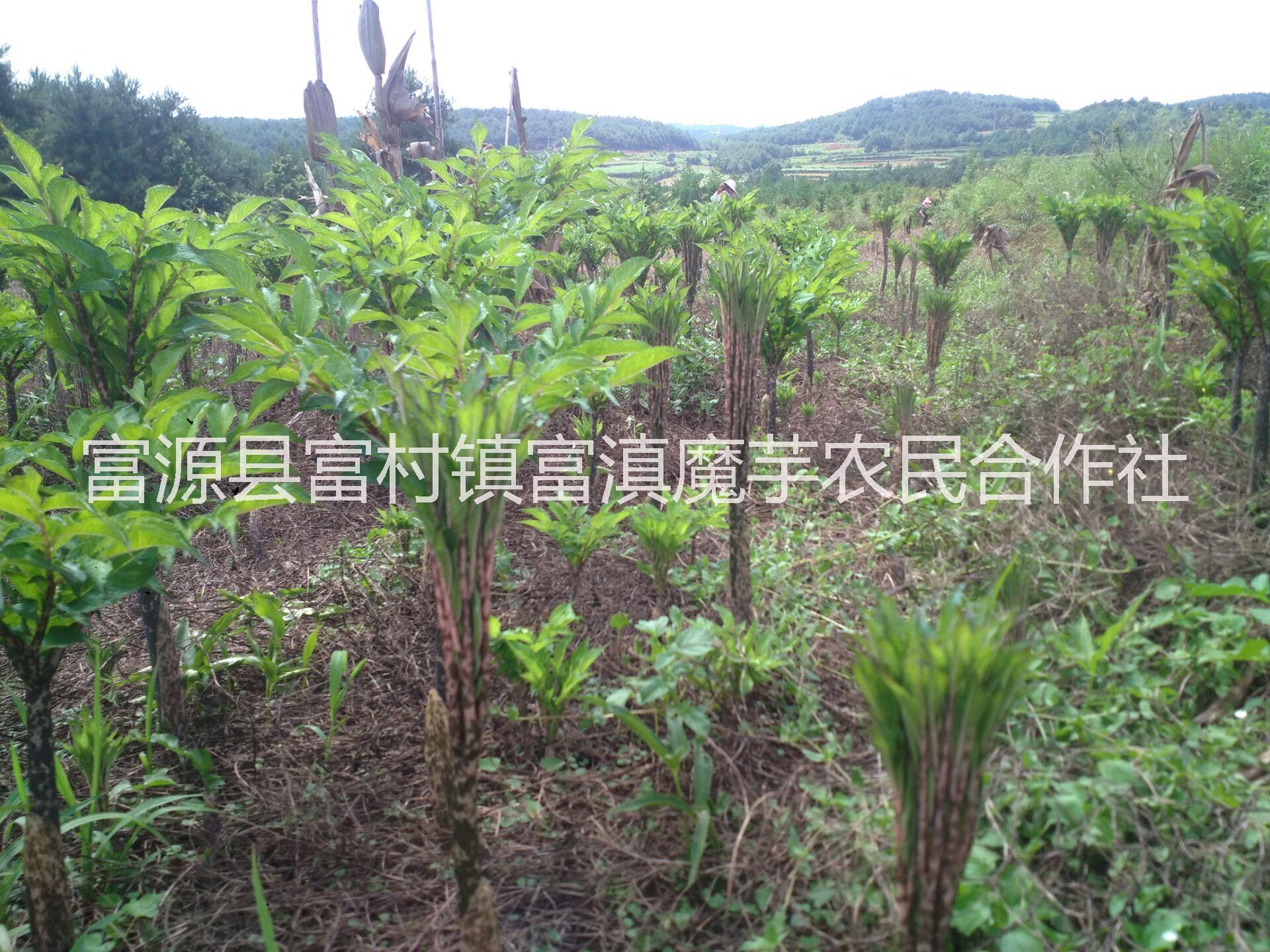 魔芋種子怎么育種 魔芋收購地址廠家 魔芋高產(chǎn)栽培技術(shù) 魔芋種子公司在哪里 魔芋種子多少錢一斤 魔芋種子多少錢一噸