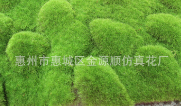 植物墻青苔草植物墻青苔草生產(chǎn)廠(chǎng)家 植物墻青苔草哪家好 植物墻青苔草供應(yīng)商 植物墻青苔草批發(fā)